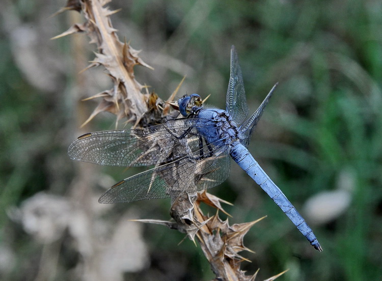 Orthetrum brunneum